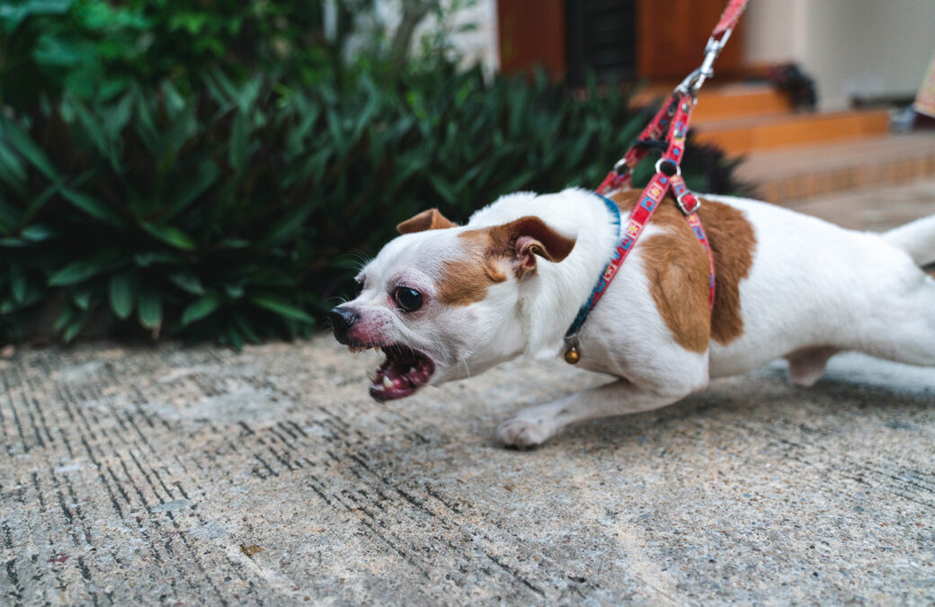 Understanding the Legal Definition of ‘Dangerous Dog’ in California